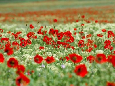 طبیعت زیبای بهاری