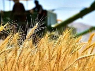پرداخت مطالبات گندم‌کاران فارس طی روزهای آینده